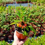Echinacea purpurová (Echinacea purpurea) ´LAKOTA ORANGE´® - kont. C1,5L